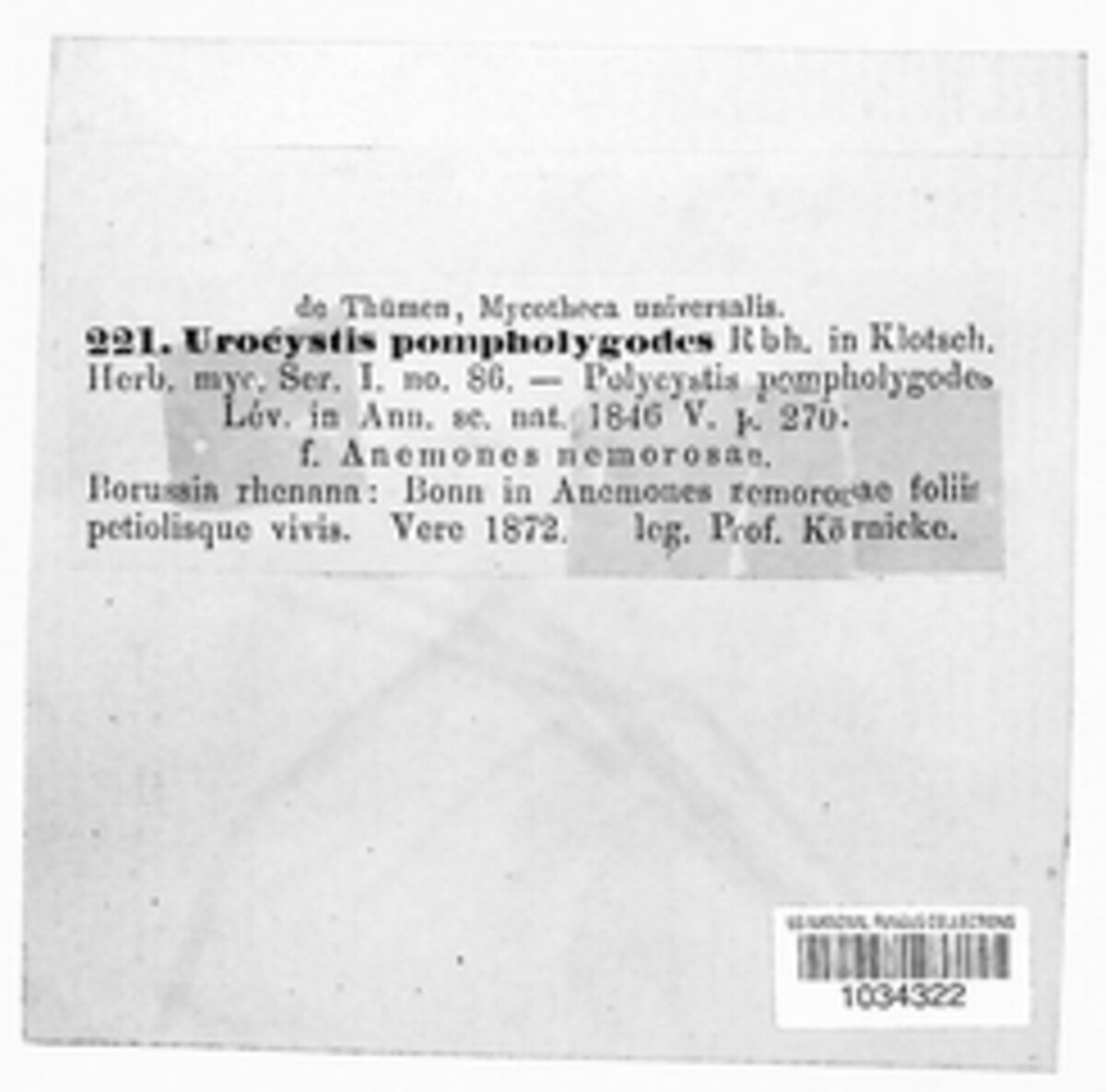 Urocystis anemones image